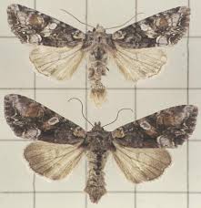 Attēlu rezultāti vaicājumam “Lacanobia contigua imago”