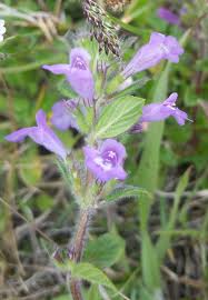 Attēlu rezultāti vaicājumam “Acinos arvensis flower”