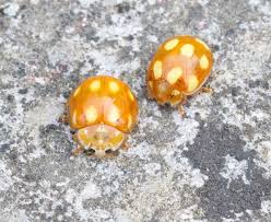 Attēlu rezultāti vaicājumam “Calvia decemguttata larva”