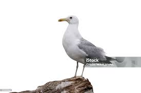 Image result for Larus cachinnans