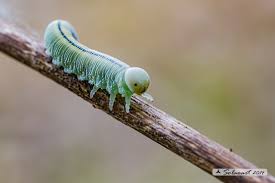 Attēlu rezultāti vaicājumam “Cimbex femoratus larva”