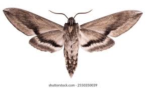 Attēlu rezultāti vaicājumam “Sphinx ligustri”