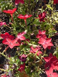 Attēlu rezultāti vaicājumam “Nicotiana tabacum flower”