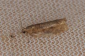 Attēlu rezultāti vaicājumam “Epinotia sordidana”