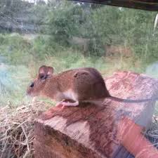 Attēlu rezultāti vaicājumam “Apodemus flavicollis”