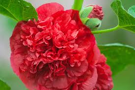Image result for Alcea rosea