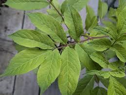 Attēlu rezultāti vaicājumam “Sambucus racemosa leaf”