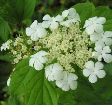 Attēlu rezultāti vaicājumam “Viburnum opulus flower”