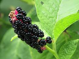 Attēlu rezultāti vaicājumam “Phytolacca acinosa fruit”