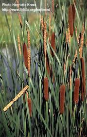 Attēlu rezultāti vaicājumam “Typha angustifolia  leaf”