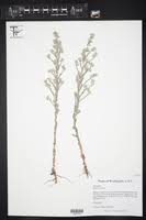 Attēlu rezultāti vaicājumam “Filago arvensis”