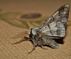 Attēlu rezultāti vaicājumam “Biston strataria”