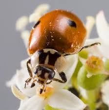 Attēlu rezultāti vaicājumam “Adalia bipunctata”