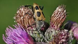Attēlu rezultāti vaicājumam “Pachyta quadrimaculata”