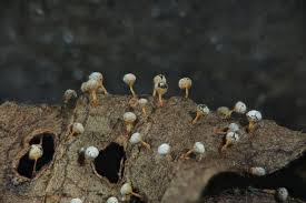 Attēlu rezultāti vaicājumam “Craterium leucocephalum”