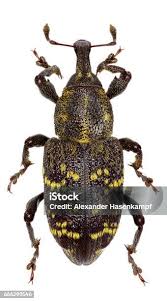 Attēlu rezultāti vaicājumam “Hylobius abietis”