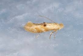 Attēlu rezultāti vaicājumam “Bucculatrix rhamniella”