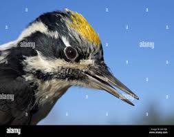 Attēlu rezultāti vaicājumam “Picoides tridactylus adult”