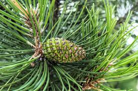 Attēlu rezultāti vaicājumam “Pinus mugo male flower”