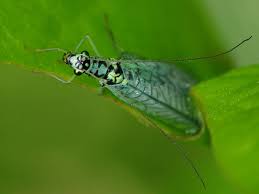 Attēlu rezultāti vaicājumam “Chrysopa”