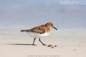 Attēlu rezultāti vaicājumam “Calidris alba adult”
