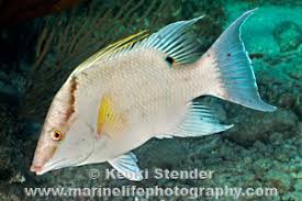 Image result for Lachnolaimus maximus