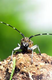 Attēlu rezultāti vaicājumam “Monochamus sutor”