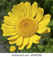 Image result for Chrysanthemum segetum