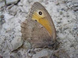 Attēlu rezultāti vaicājumam “Hyponephele lycaon”