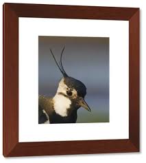 Attēlu rezultāti vaicājumam “Vanellus vanellus adult”