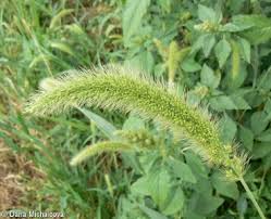 Attēlu rezultāti vaicājumam “Setaria viridis fruit”