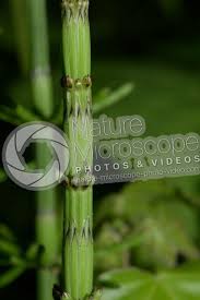 Attēlu rezultāti vaicājumam “Equisetum palustre”