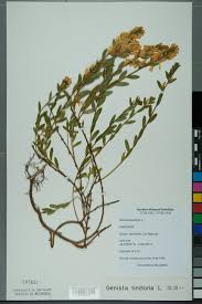 Image result for Genista tinctoria