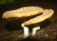 Attēlu rezultāti vaicājumam “Amanita regalis”