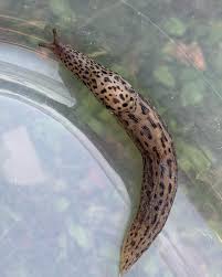 Attēlu rezultāti vaicājumam “Limax maximus”