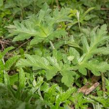 Attēlu rezultāti vaicājumam “Heracleum sphondylium subsp. sibiricum leaf”