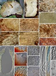 Attēlu rezultāti vaicājumam “Hypocrea pulvinata”