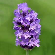 Image result for Lavendel