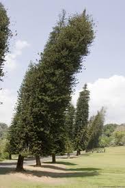 Image result for шри ланка королевский ботанический сад