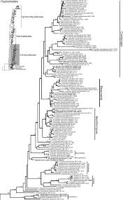 Attēlu rezultāti vaicājumam “Cordyceps farinosa”