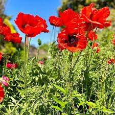 Attēlu rezultāti vaicājumam “Papaver orientale  flower”