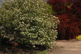 Attēlu rezultāti vaicājumam “Aronia melanocarpa flower”