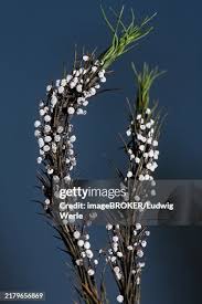 Attēlu rezultāti vaicājumam “Physarum leucopus”