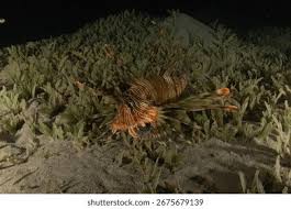 Image result for Pterois miles