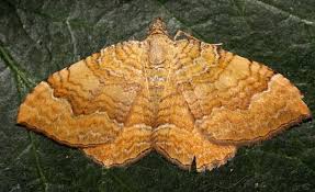 Attēlu rezultāti vaicājumam “Camptogramma bilineata”