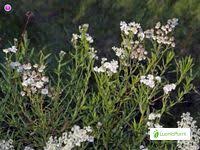Attēlu rezultāti vaicājumam “Achillea salicifolia”