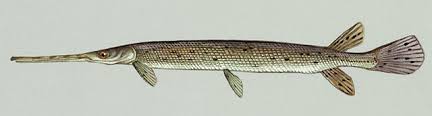 Image result for Squalius vardarensis