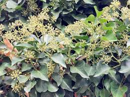 Attēlu rezultāti vaicājumam “Hedera helix  flower”