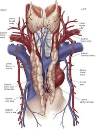 Image result for Thymus