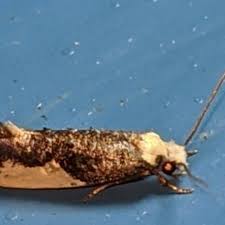 Attēlu rezultāti vaicājumam “Monopis monachella”